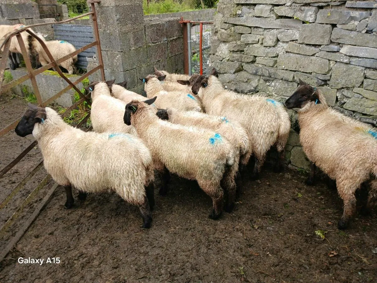 Ewe lambs suffolk - Image 1