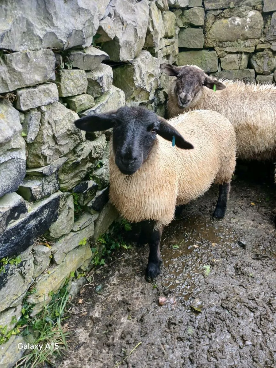Ewe lambs suffolk - Image 2