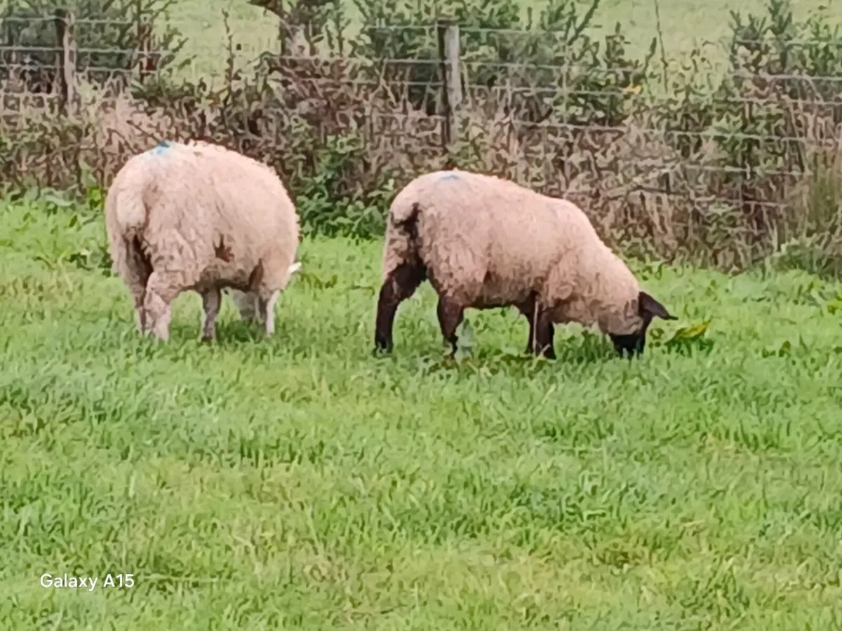 Ewe lambs suffolk - Image 3