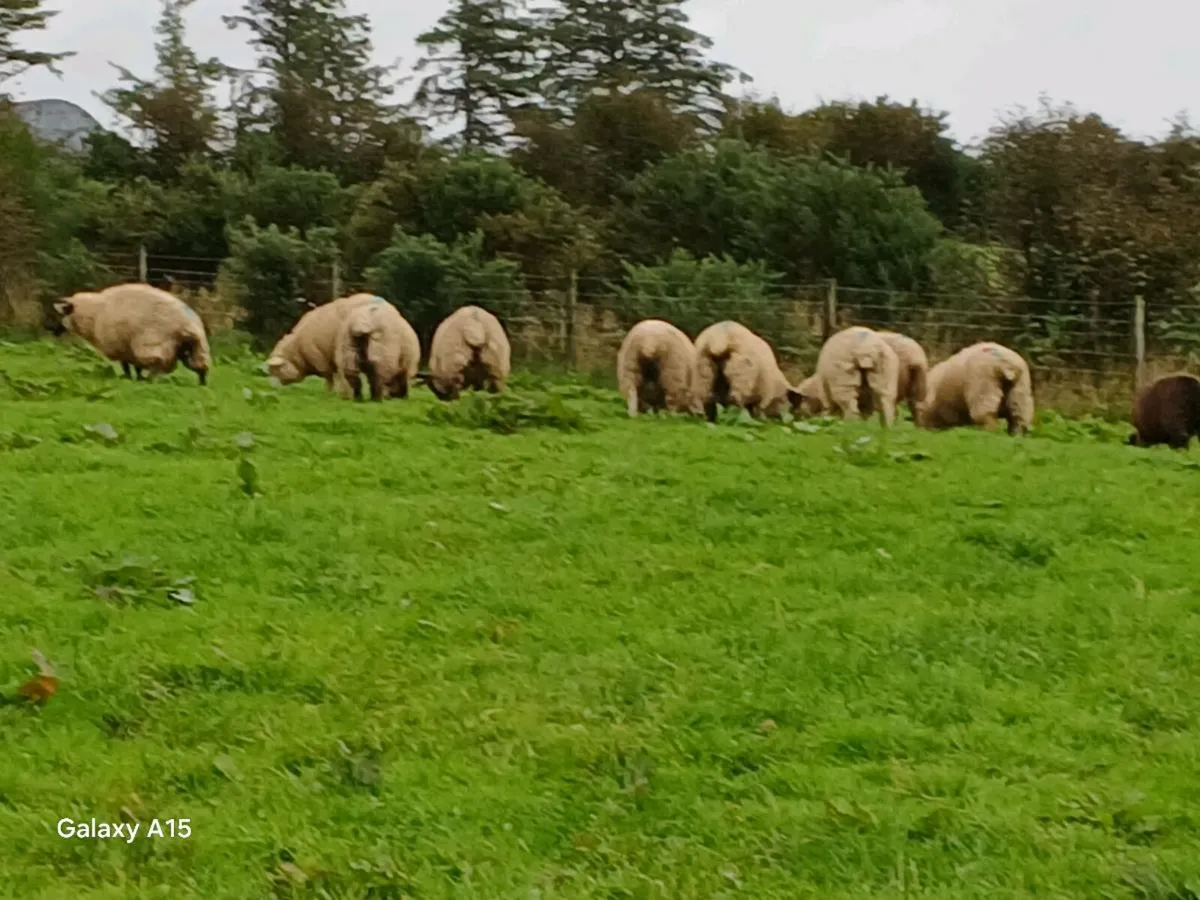 Ewe lambs suffolk - Image 4