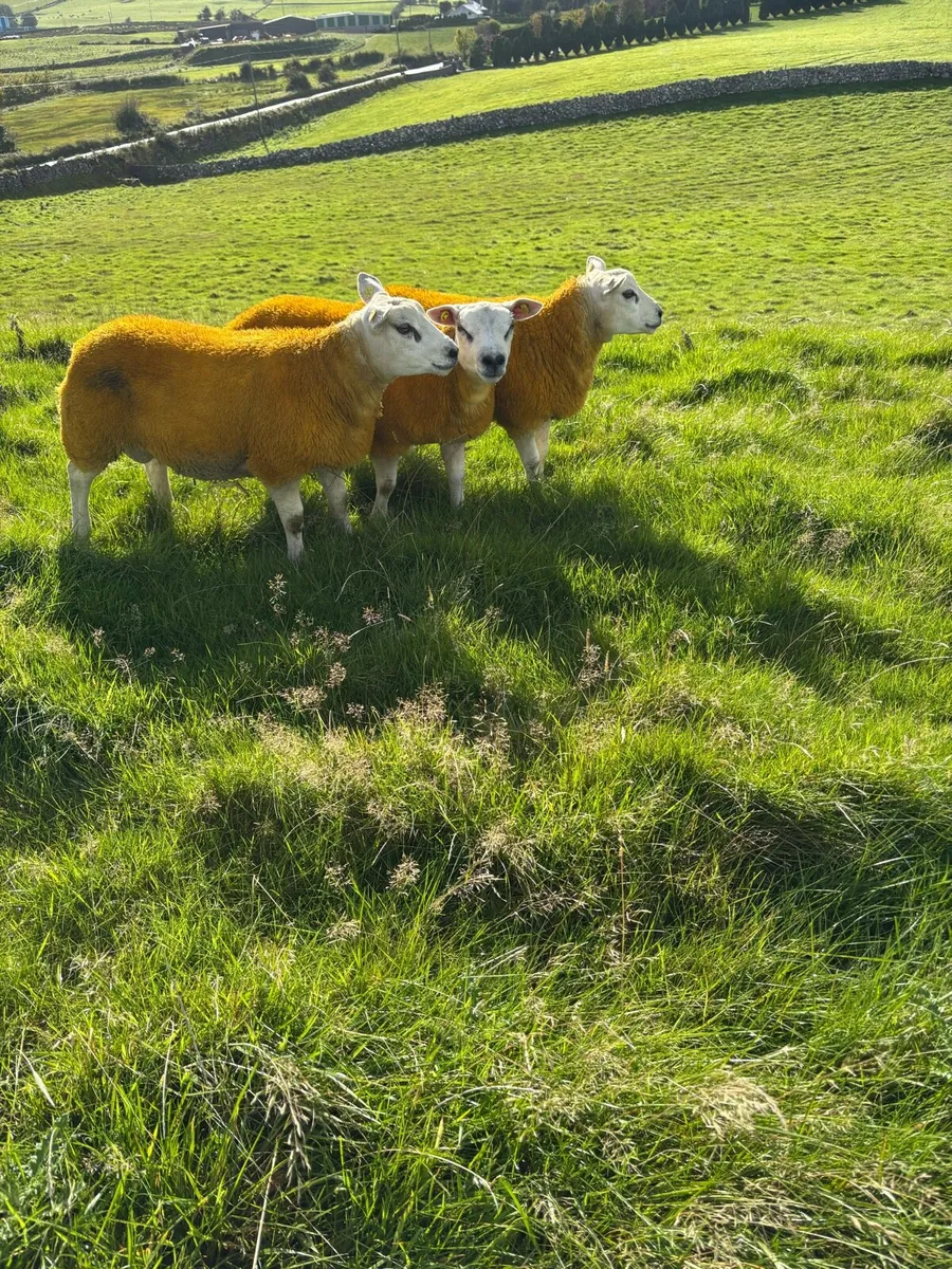 ⭐️Pedigree Texel Rams SIS Approved ⭐️ - Image 1