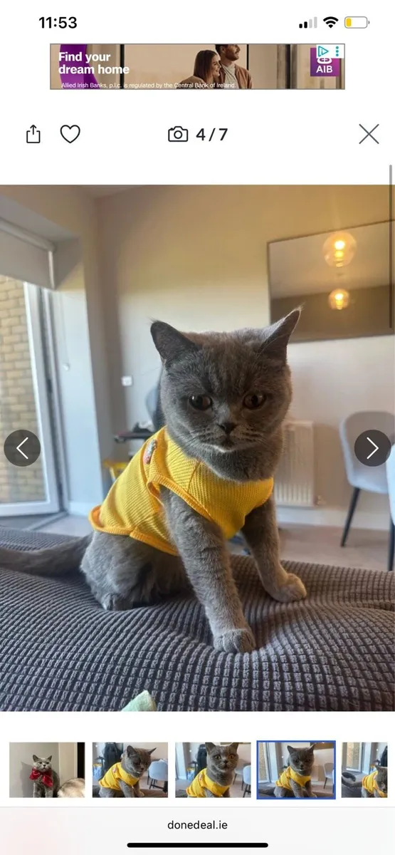 British shorthair Adult - Image 3