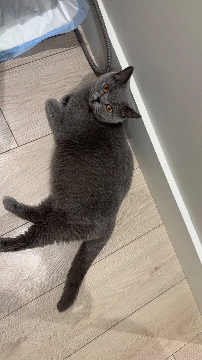British shorthair Adult - Image 1