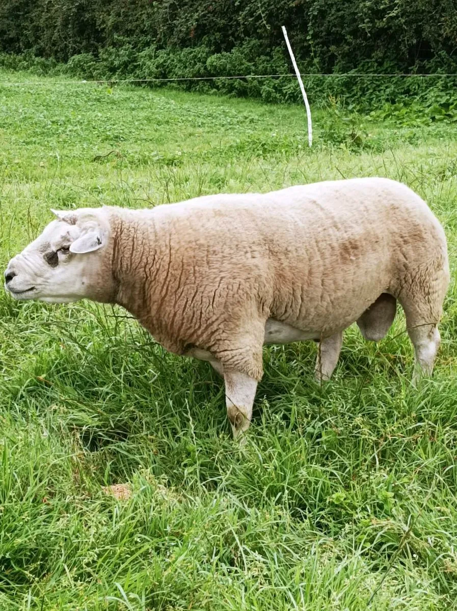 Texel Ram - Image 1