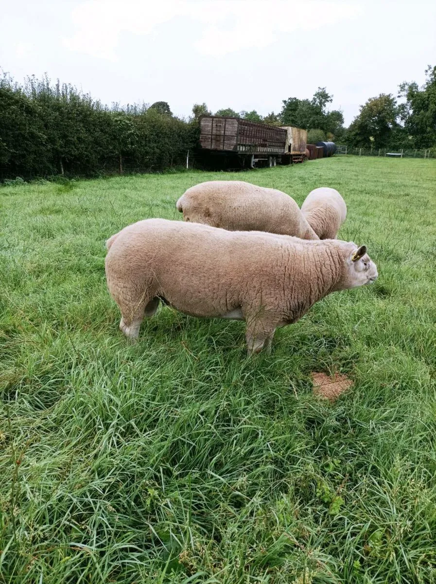 Texel Ram - Image 3
