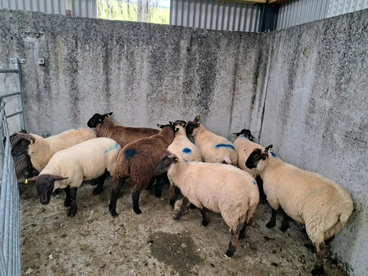 Organic lambs - Image 1