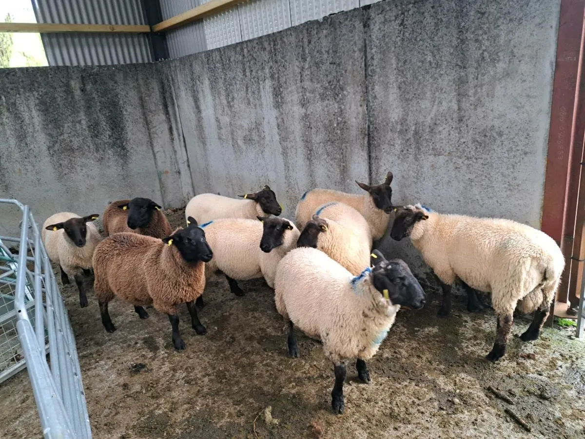 Organic lambs - Image 2
