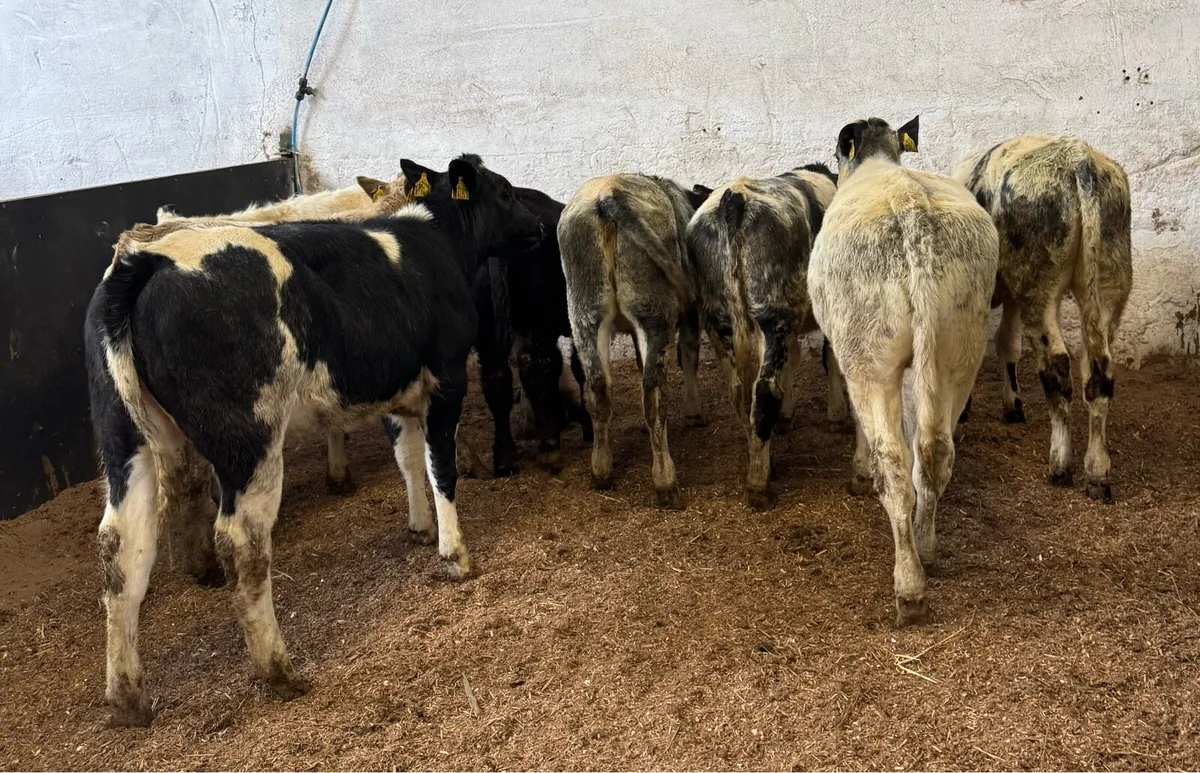 Continental Heifers - Image 2