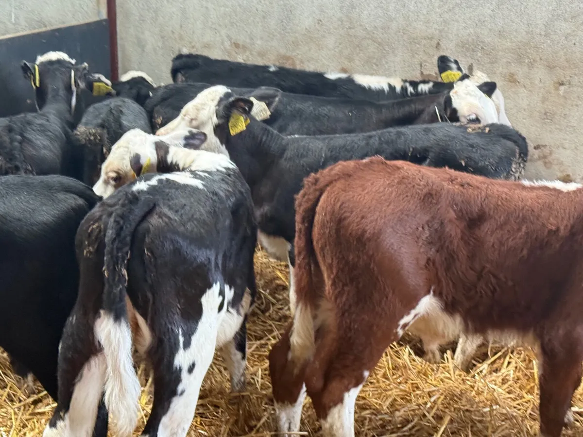 8 STRONG HEREFORD CALVES ( HOMEBRED) - Image 1