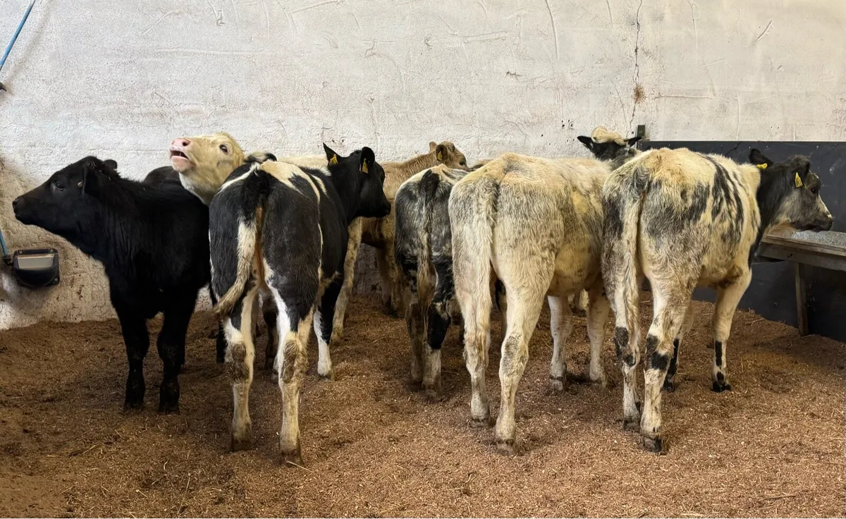 Continental Heifers - Image 3