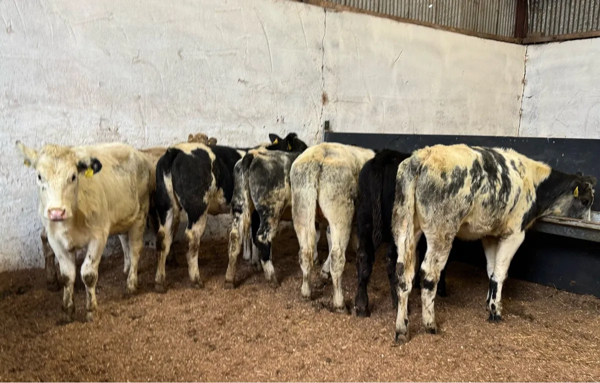 Continental Heifers - Image 4