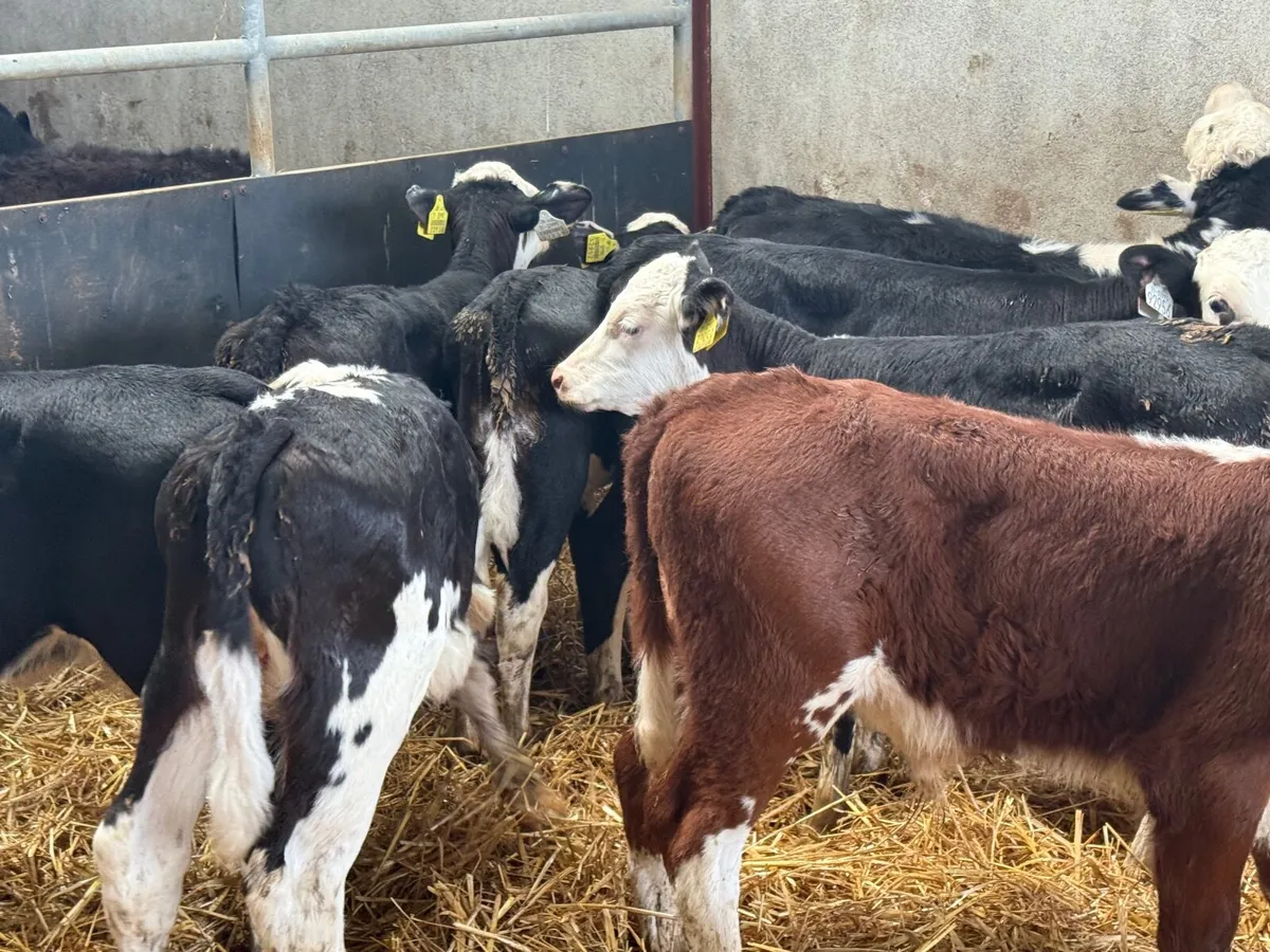 8 STRONG HEREFORD CALVES ( HOMEBRED) - Image 3