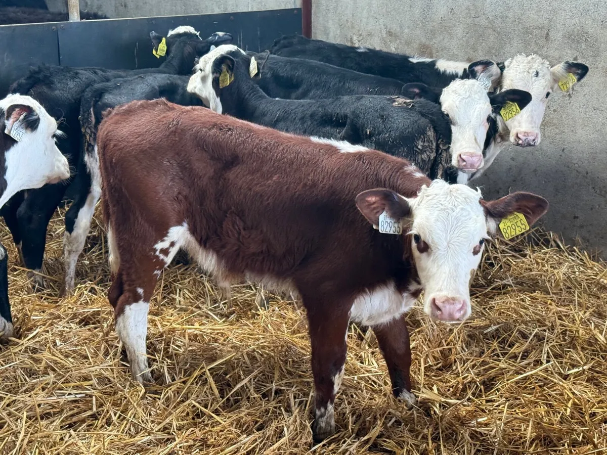8 STRONG HEREFORD CALVES ( HOMEBRED) - Image 4