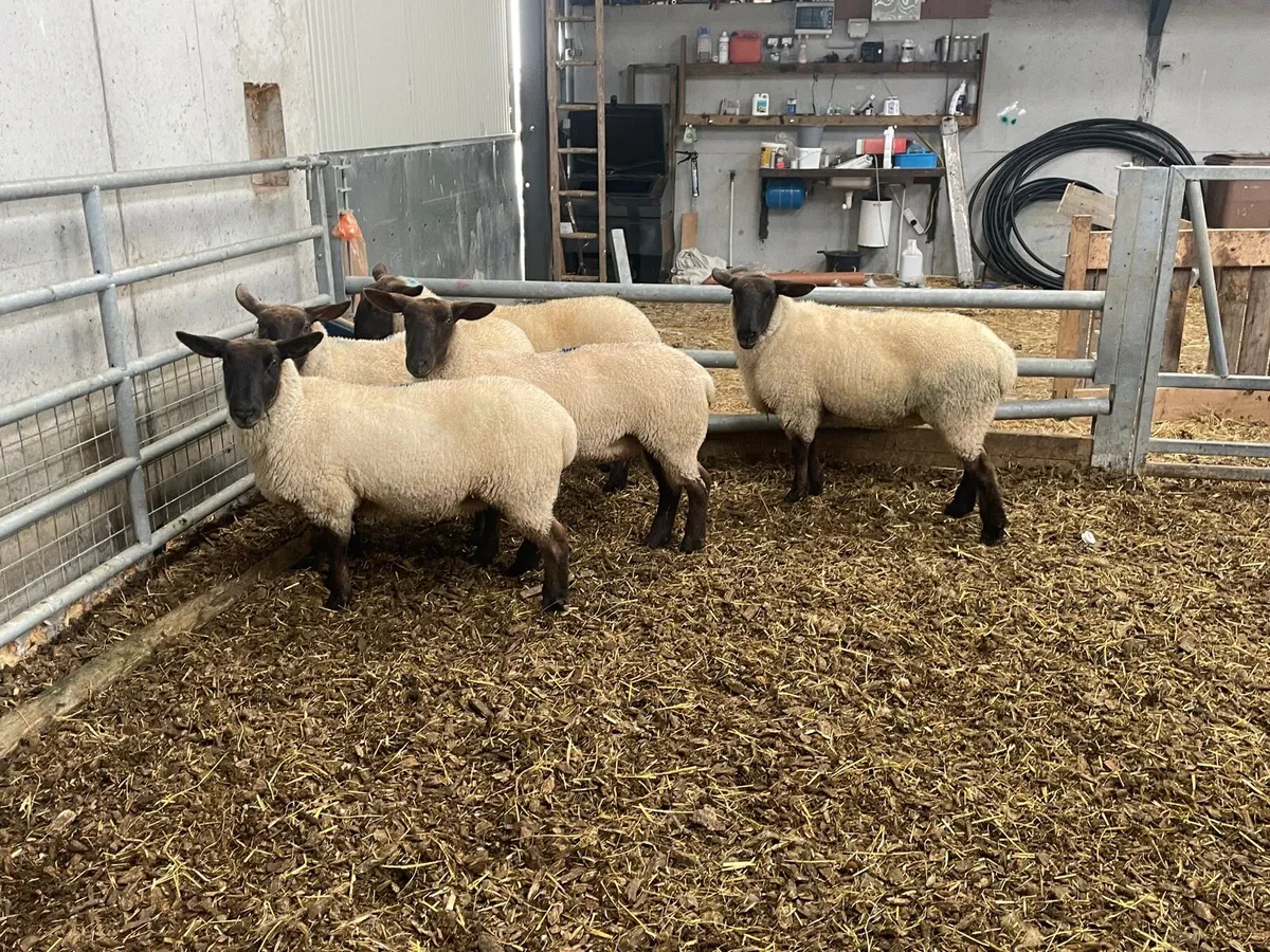 30 Super quality hoggets for Elphin Mart - Image 1
