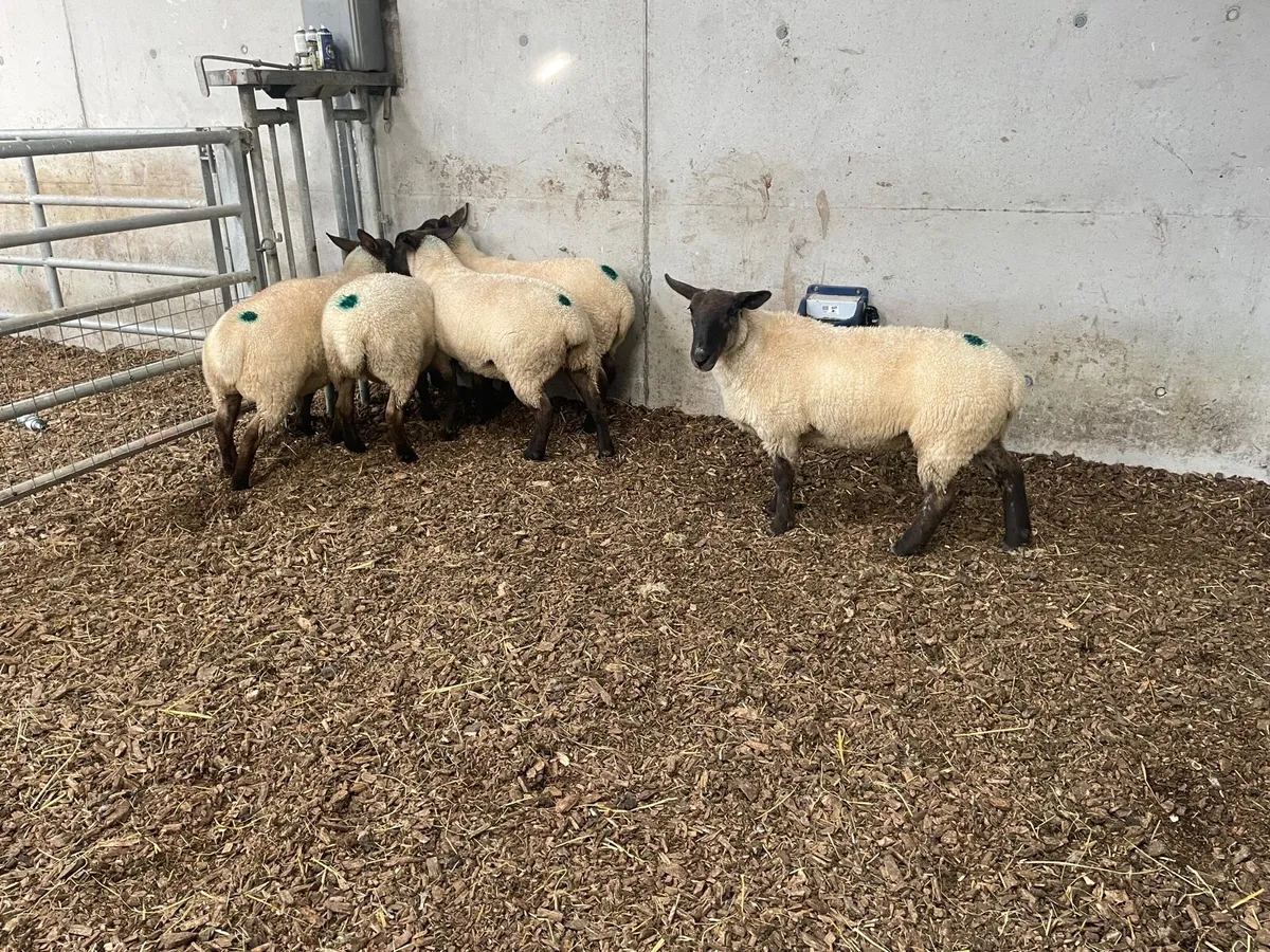 30 Super quality hoggets for Elphin Mart - Image 2