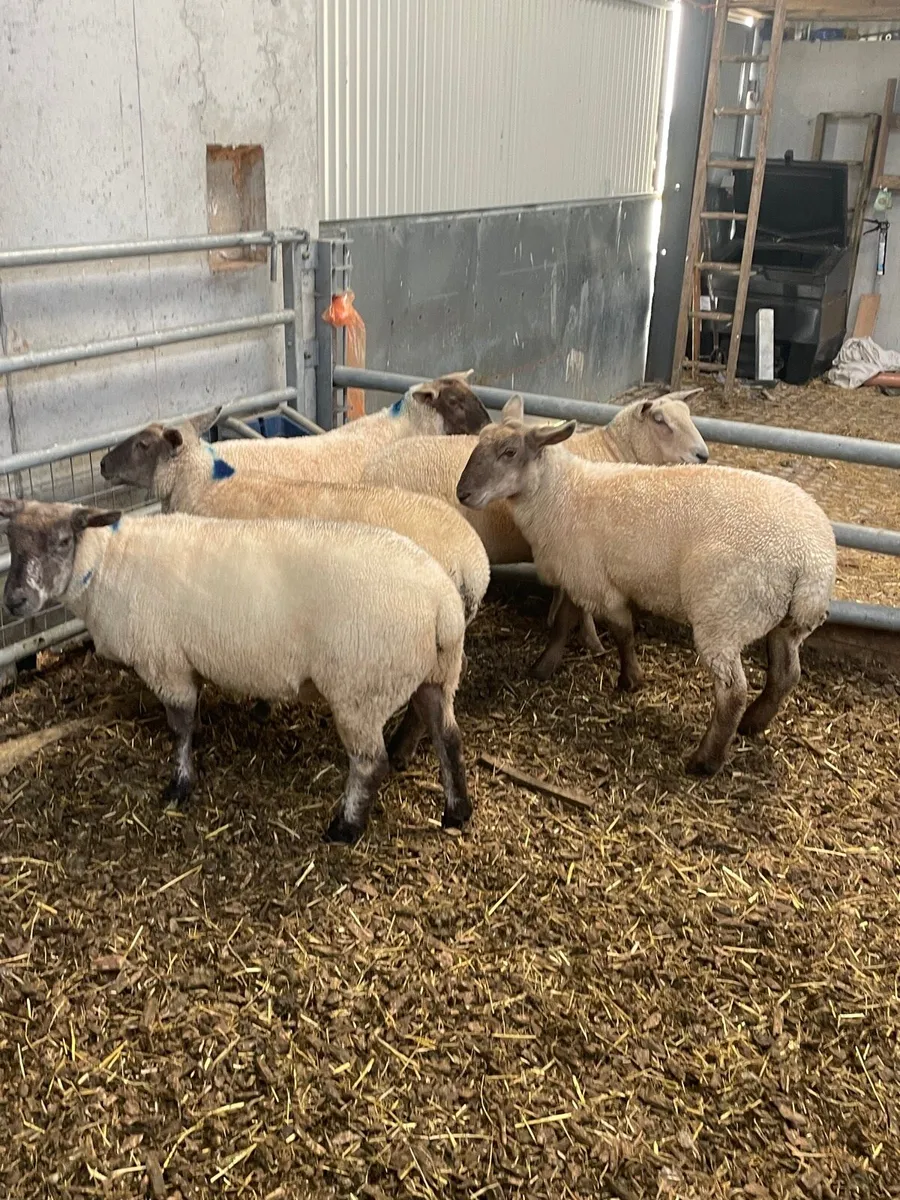 30 Super quality hoggets for Elphin Mart - Image 3