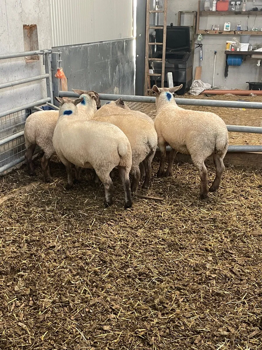 30 Super quality hoggets for Elphin Mart - Image 4