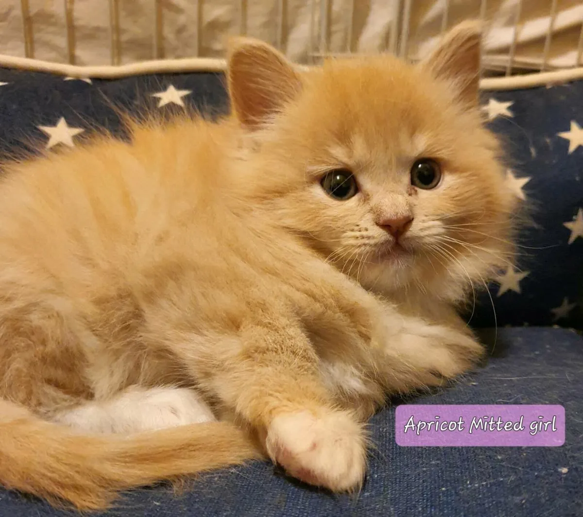 Ragdoll/Maine Coon Kittens - Image 2