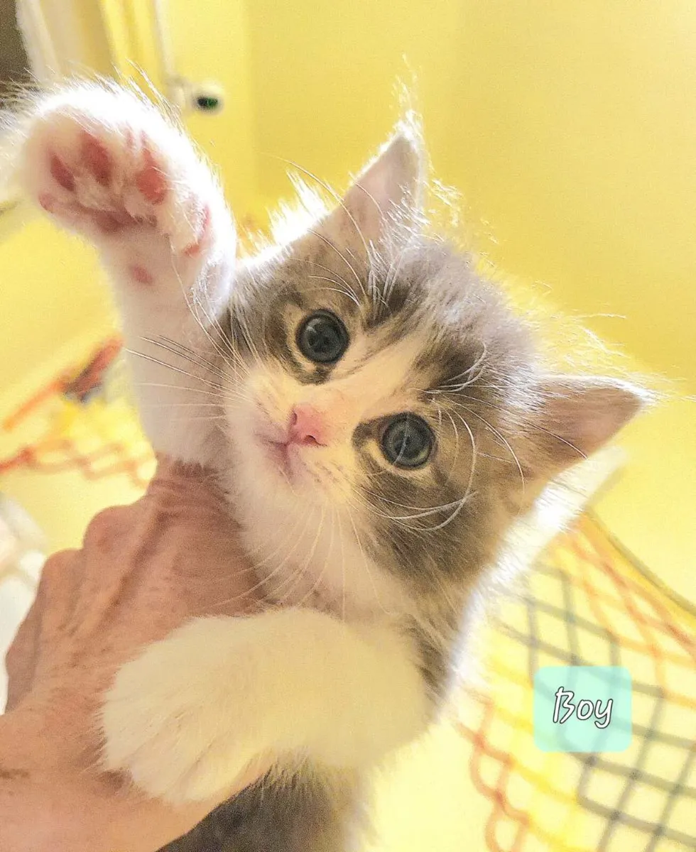 Ragdoll/Maine Coon Kittens - Image 3
