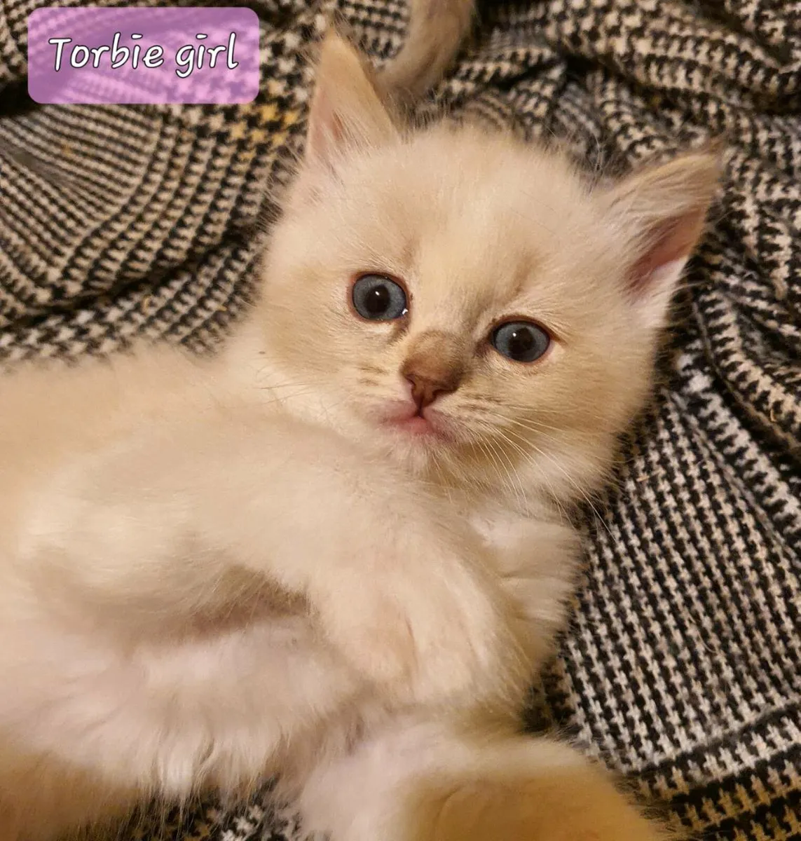Ragdoll/Maine Coon Kittens - Image 4