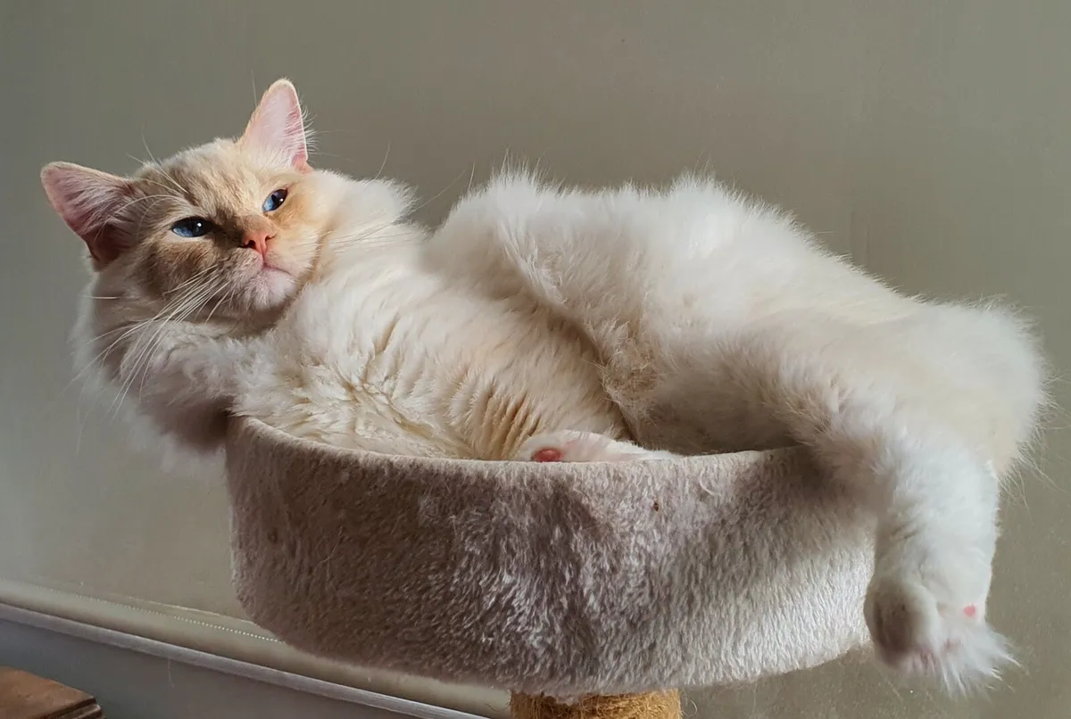 Kitten. Ragdoll x Maine Coon x Ragdoll - Image 4