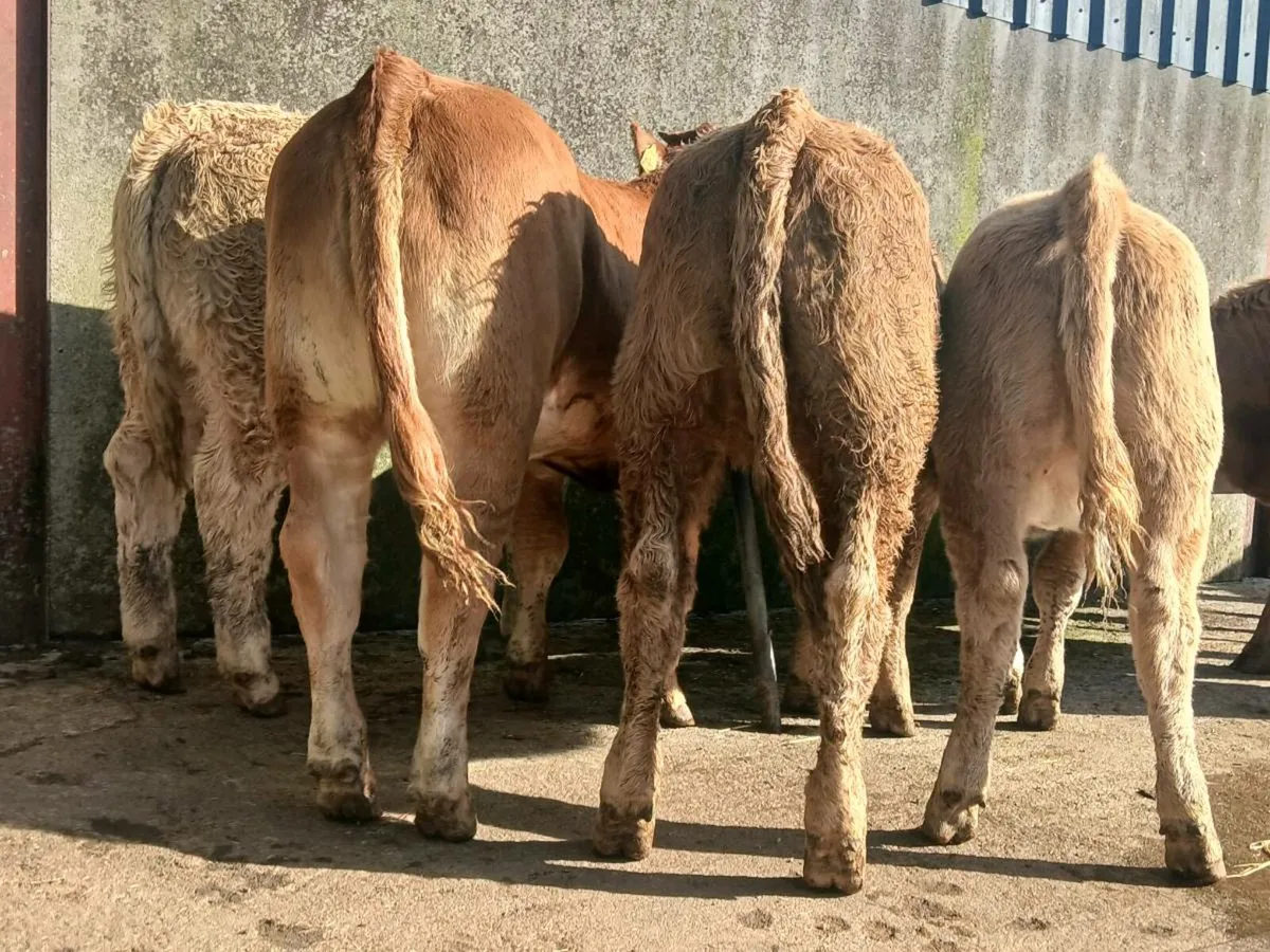 10 Charollais and limousine Heifer Weanlings - Image 1