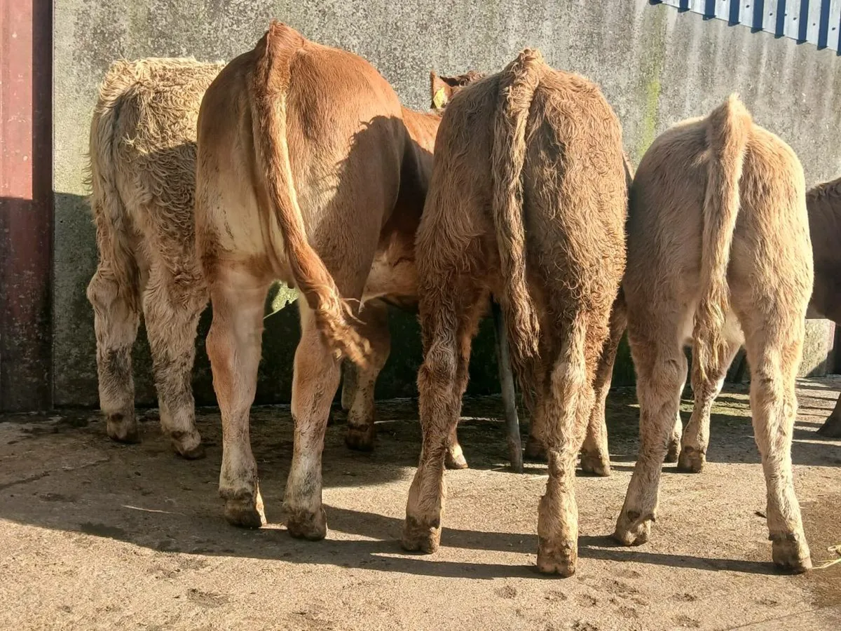 10 Charollais and limousine Heifer Weanlings - Image 2