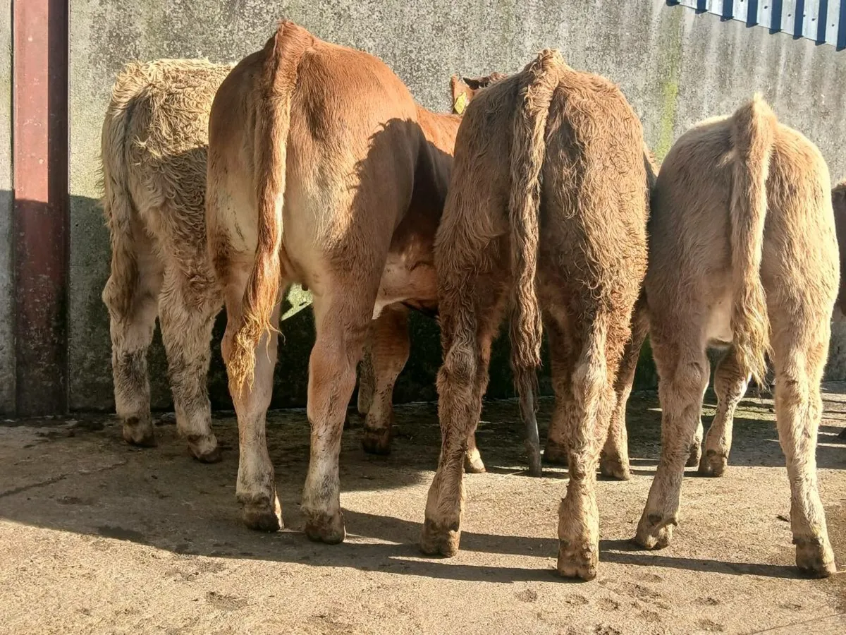 10 Charollais and limousine Heifer Weanlings - Image 3