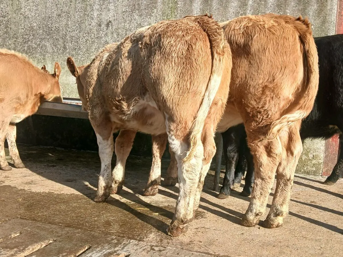 10 Charollais and limousine Heifer Weanlings - Image 4