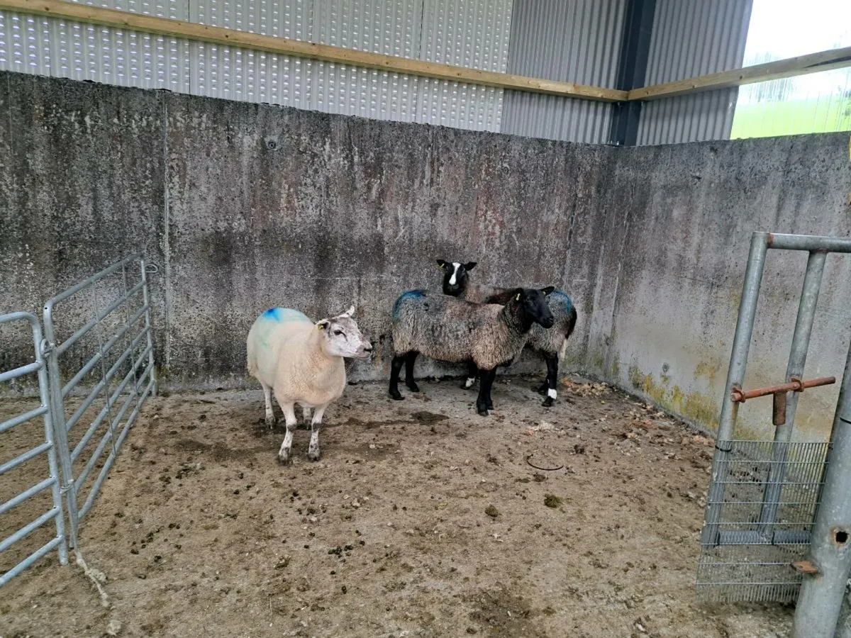 Organic Sheep