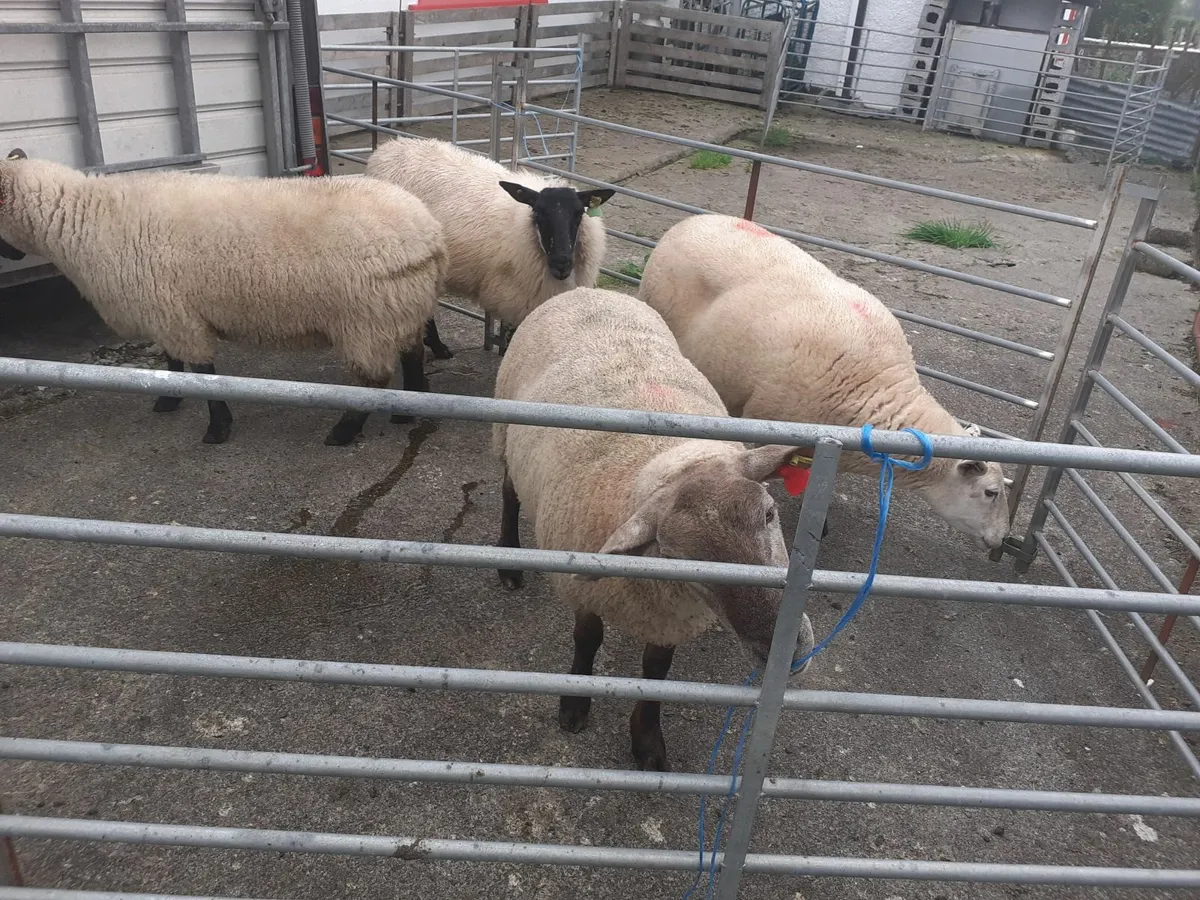 2 year old Breeding Ewes - Image 1