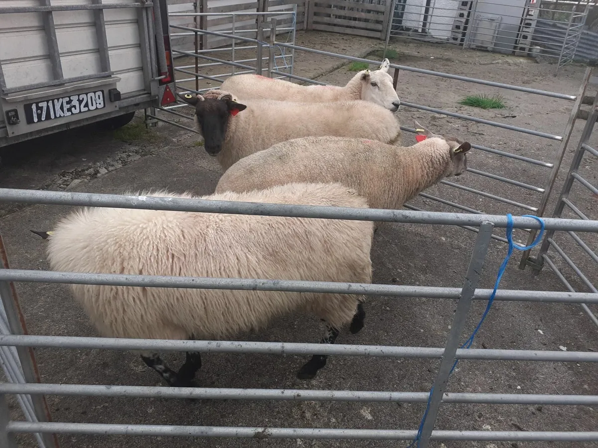 2 year old Breeding Ewes - Image 2