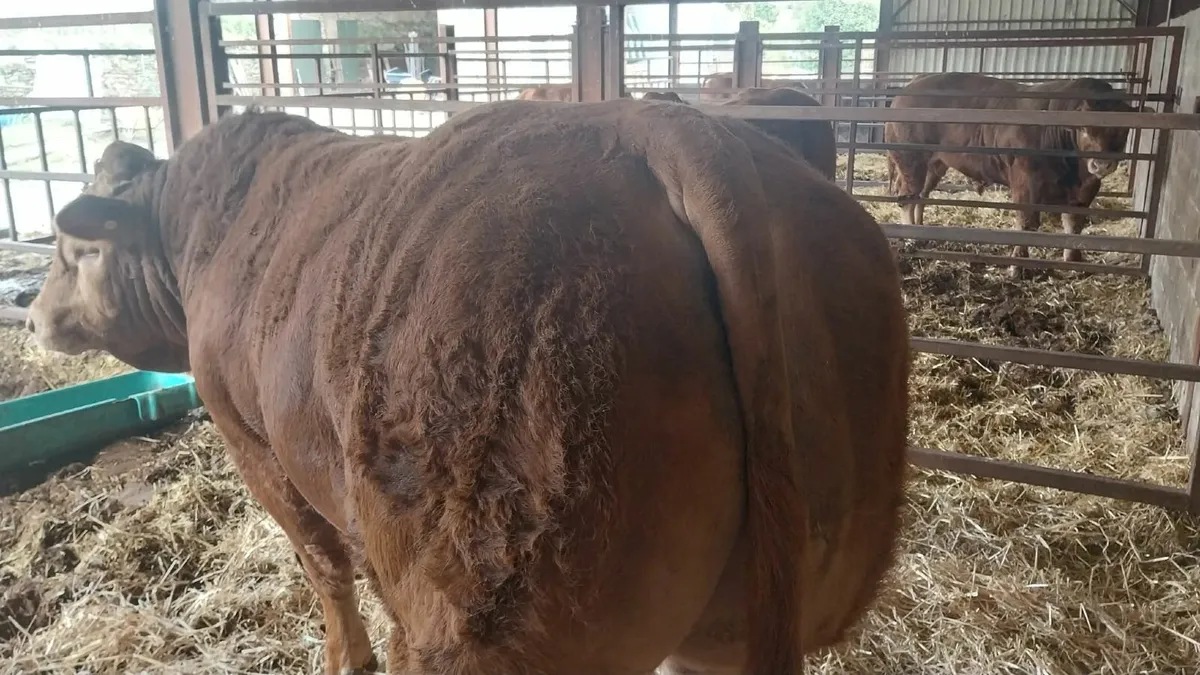 Limousin bull - Image 3
