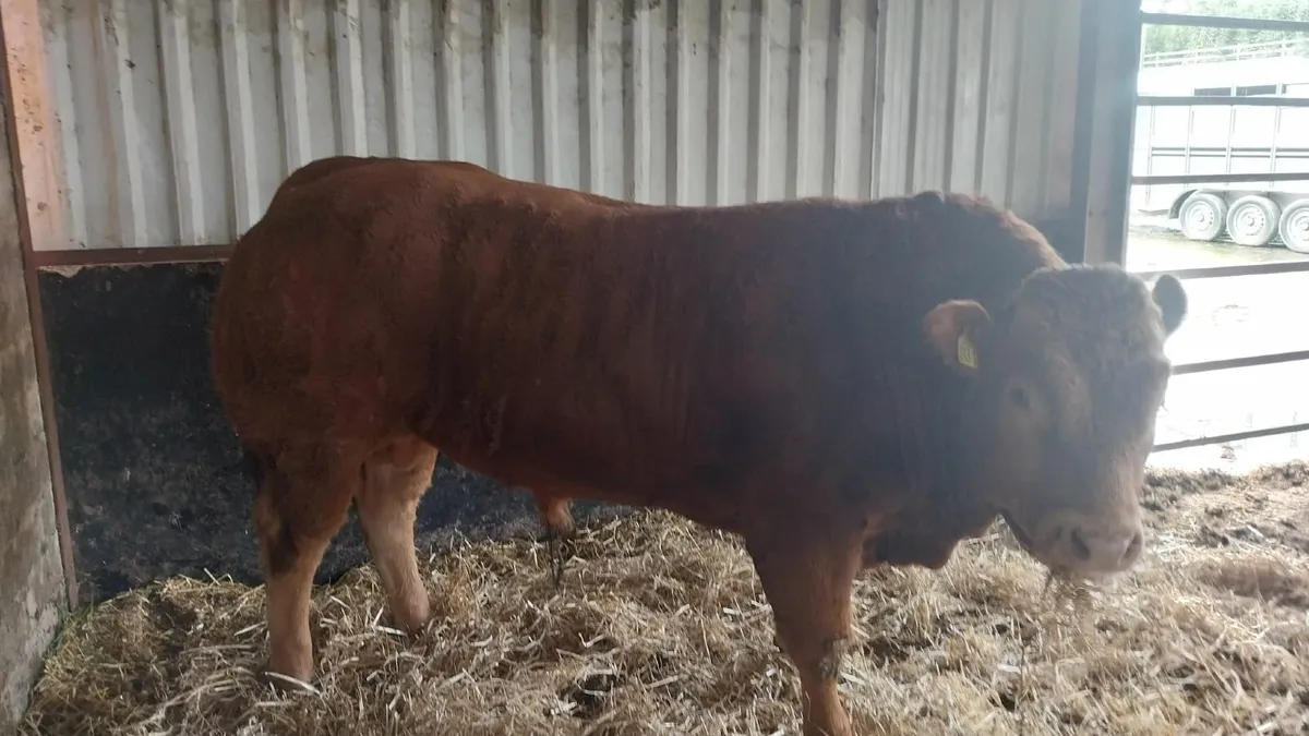 Limousin bull - Image 4