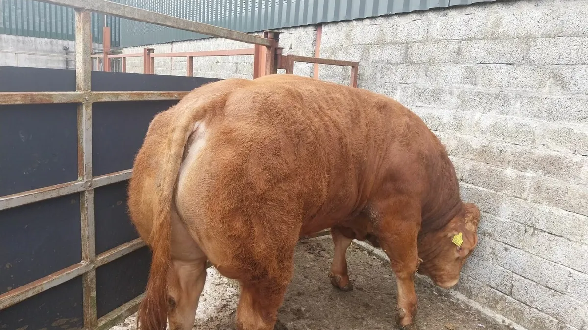 Limousin bull - Image 1