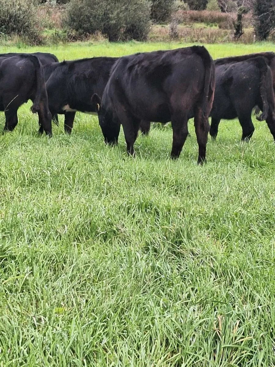 Weanlings - Image 1