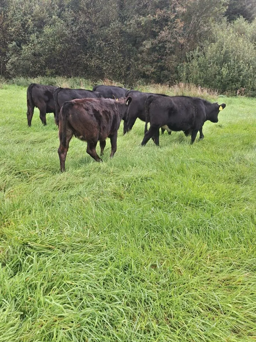 Weanlings - Image 2