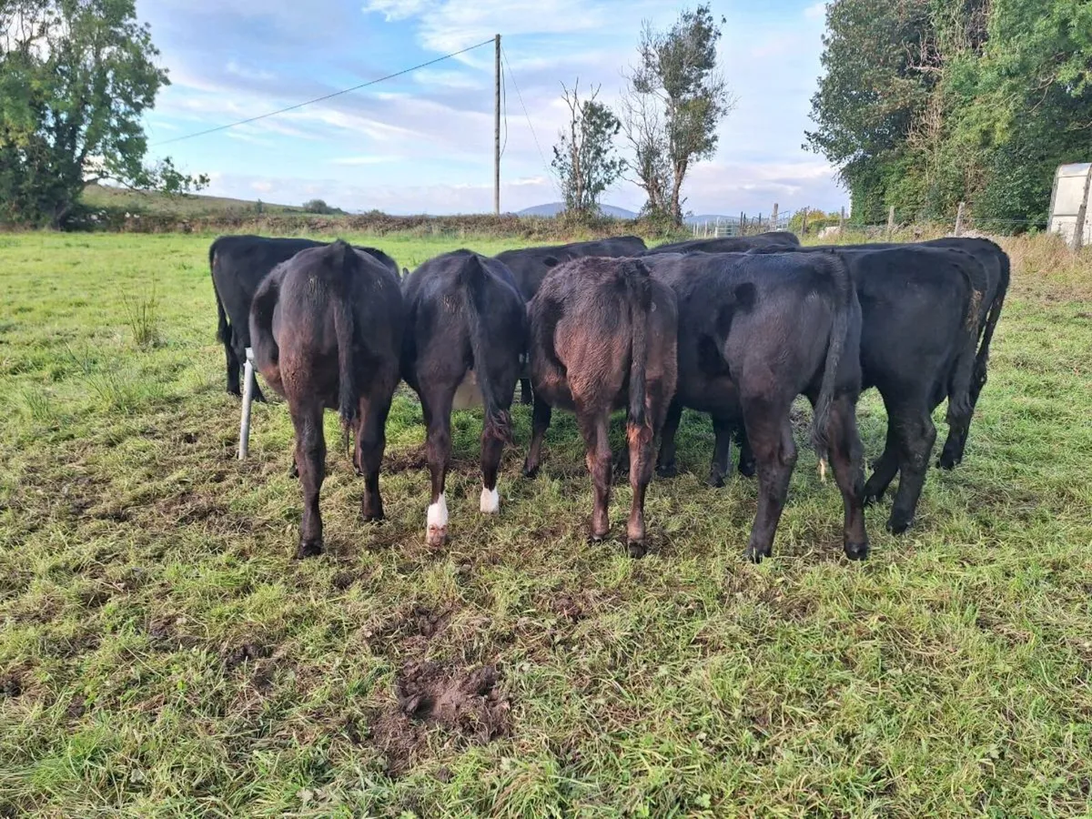 Weanlings - Image 3