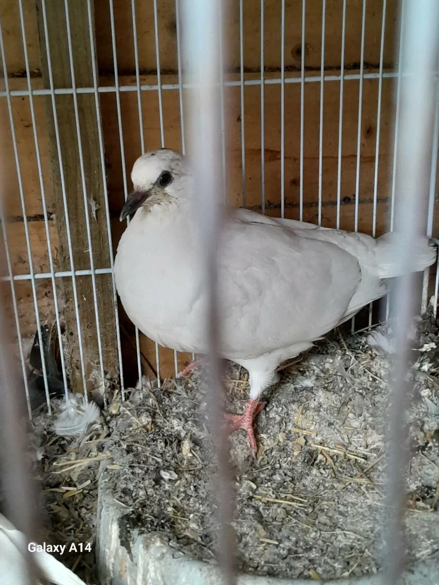 Racing and color racing Pigeons for sale - Image 1