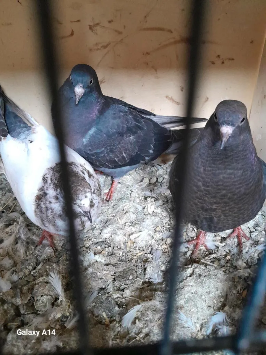 Racing and color racing Pigeons for sale - Image 2