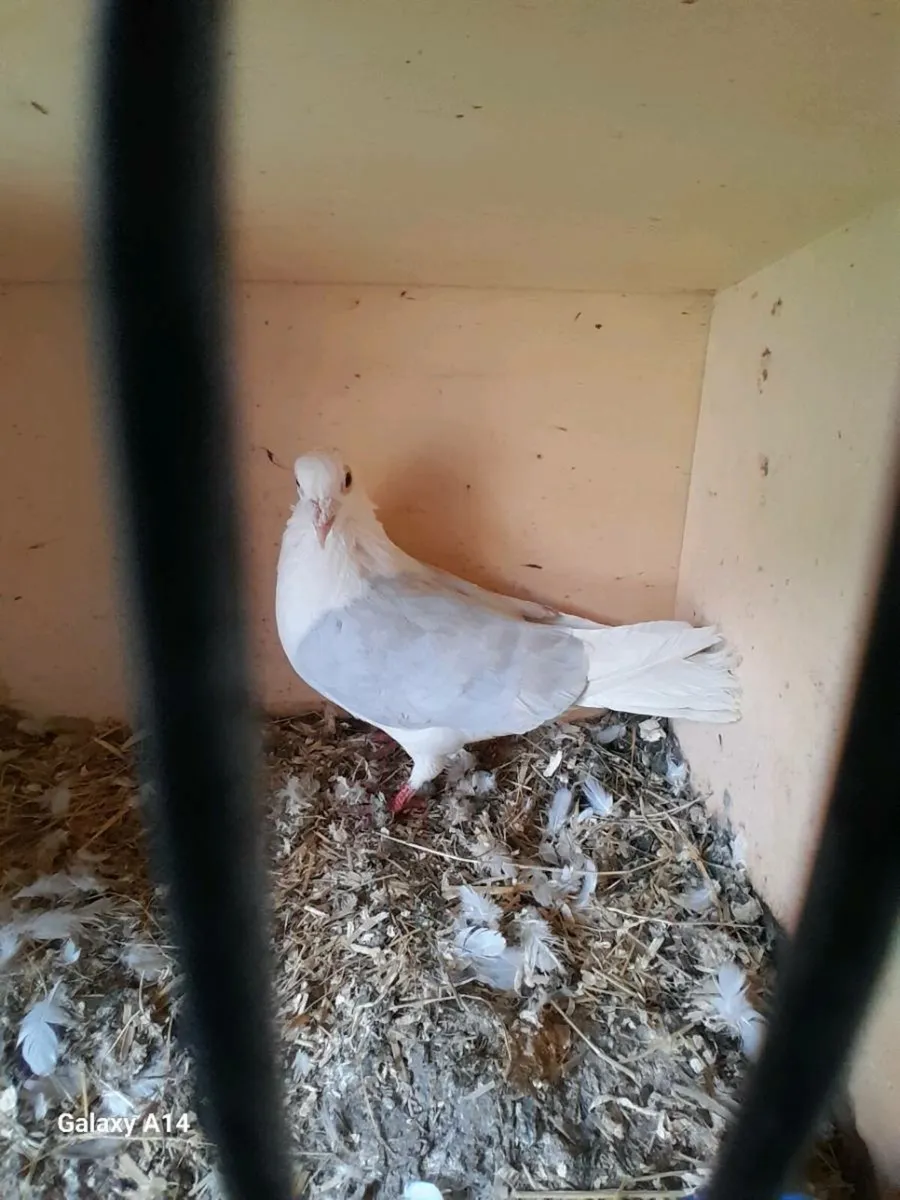 Racing and color racing Pigeons for sale - Image 4