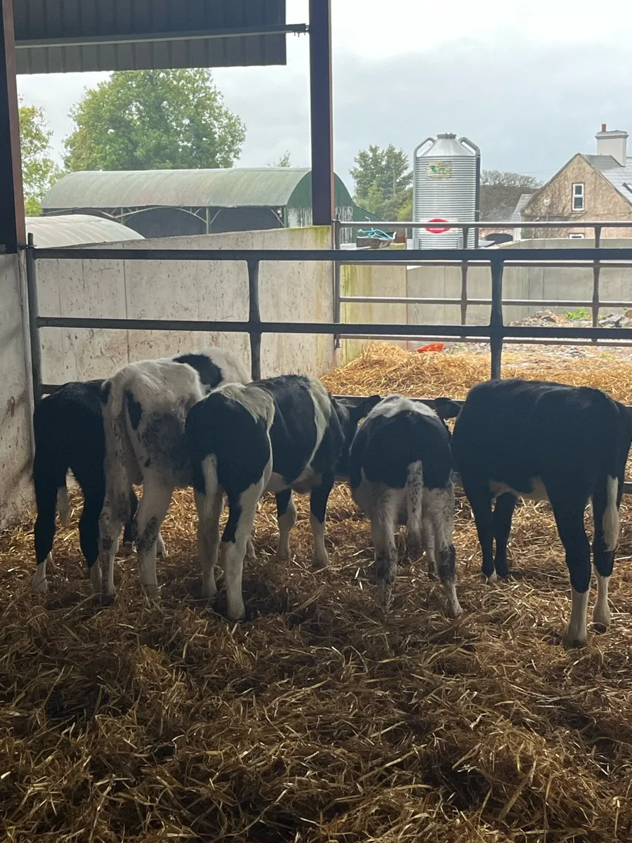 British fr Heifer Weanlings - Image 1
