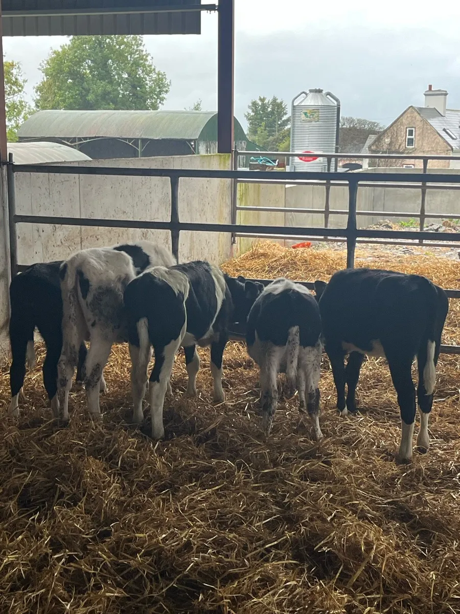 British fr Heifer Weanlings - Image 2