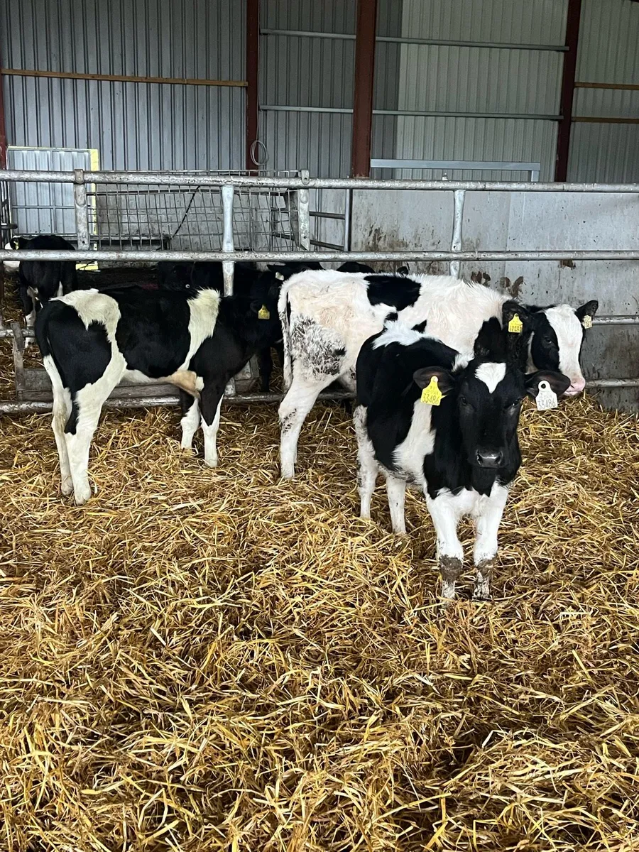 British fr Heifer Weanlings - Image 3