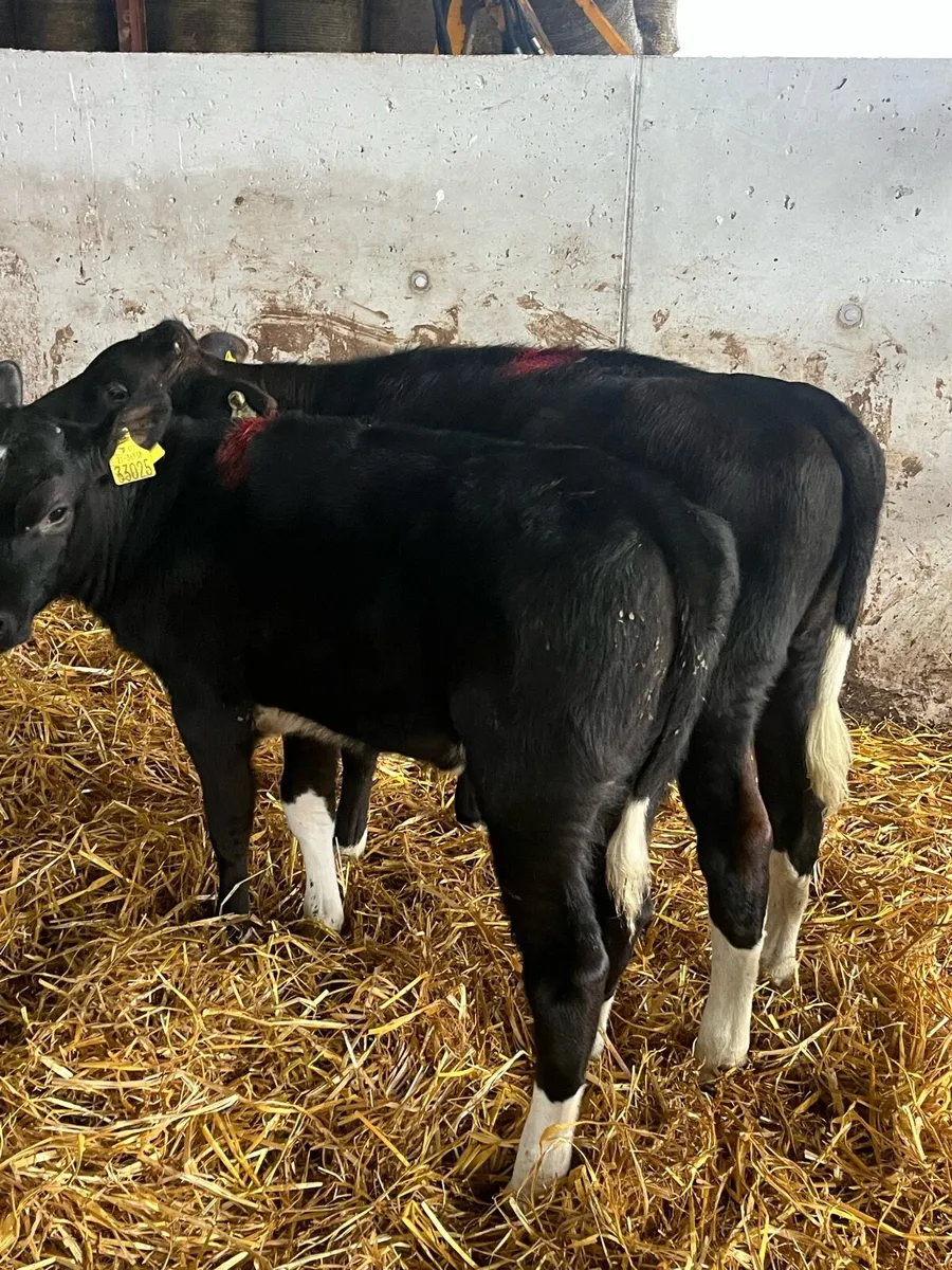 British fr Heifer Weanlings - Image 4