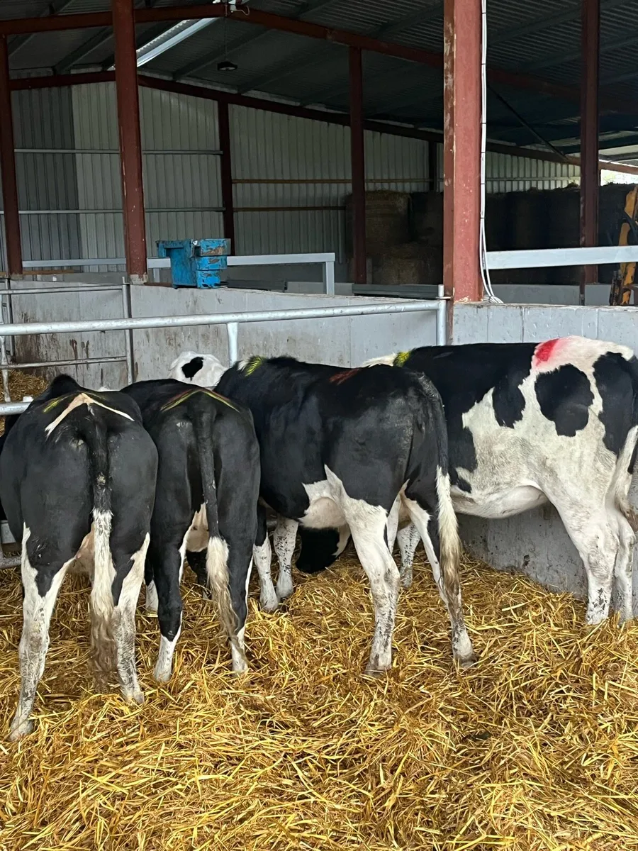 High EBI bulling Heifers - Image 1