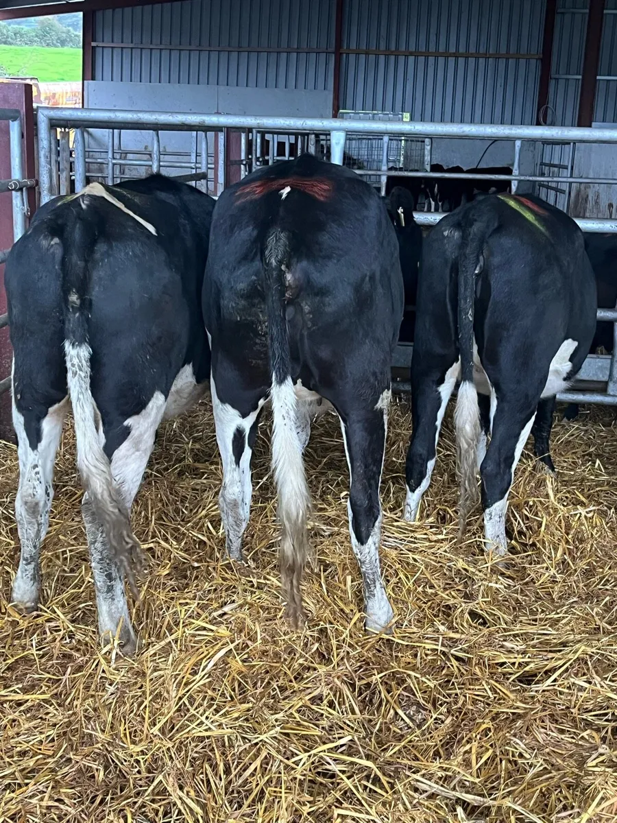 High EBI bulling Heifers - Image 2