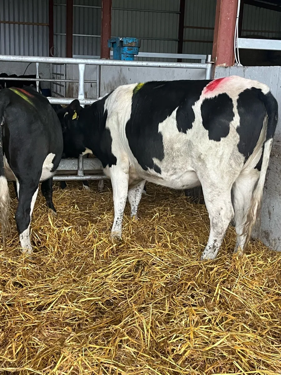 High EBI bulling Heifers - Image 3