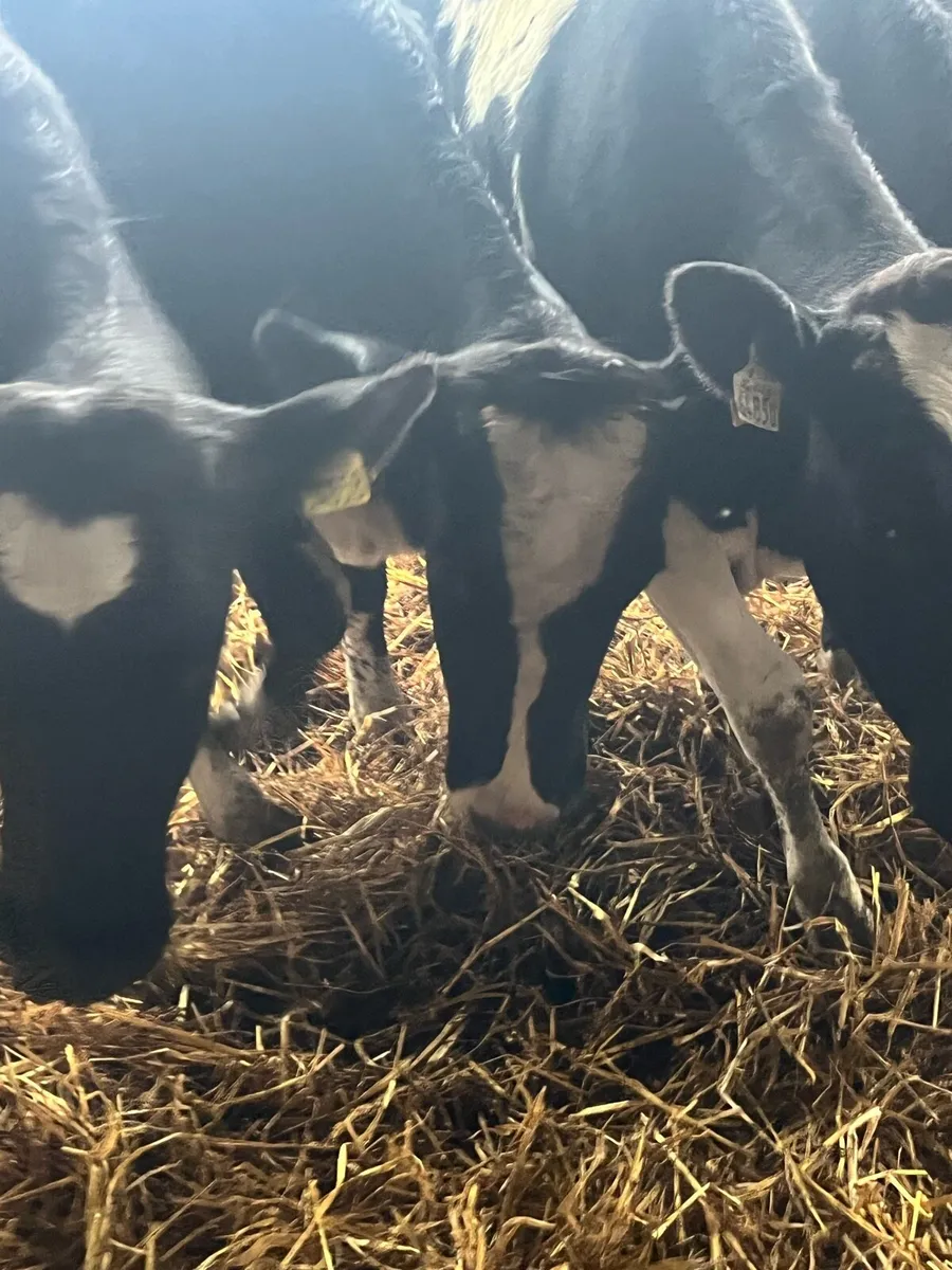 High EBI bulling Heifers - Image 4