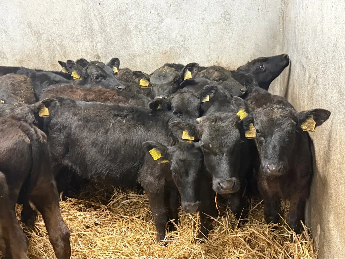 16 LIMOUSINE WEANLINGS ( HOMEBRED) - Image 3